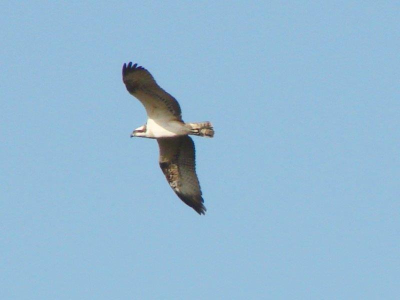 Fischadler (Pandion haliaetus)-L. Klasing