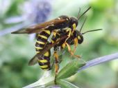 Paarung: Sandknotenwespe (Cerceris arenaria)-L. Klasing