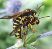 Paarung: Sandknotenwespe (Cerceris arenaria)-L. Klasing