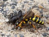 Sandknotenwespe W. (Cerceris arenaria) L. 11-15 mm mit Gefurchtem Dickmaulrüssler (Otiorhynchus-sulcatus)-L. Klasing