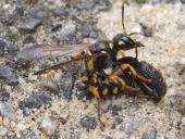 Sandknotenwespe W. (Cerceris arenaria) L. 11-15 mm mit Gefurchtem Dickmaulrüssler (Otiorhynchus-sulcatus)-L. Klasing