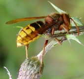 Hornisse (Vespa crabro)-L. Klasing