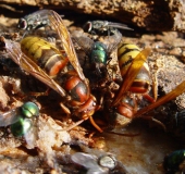 Hornisse (Vespa crabro)-L. Klasing