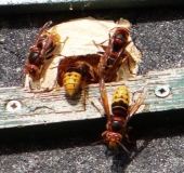 Hornisse (Vespa crabro)-L. Klasing