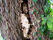 Zerstörtes Hornissennest-L. Klasing