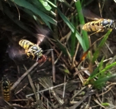 Gemeine Wespe (Vespula vulgaris)-L. Klasing