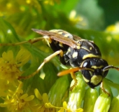 Französische Feldwespe (Polistes dominulus)-L. Klasing