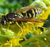 Französische Feldwespe (Polistes dominulus)-L. Klasing