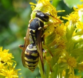 Französische Feldwespe (Polistes dominulus)-L. Klasing