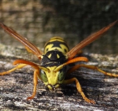 Französische Feldwespe (Polistes dominulus)-L. Klasing