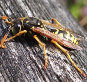 Französische Feldwespe (Polistes dominulus)-L. Klasing