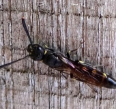 Gemeine Keulenwespe (Sapyga clavicornis)-L. Klasing