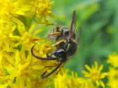 Falsche Kuckuckswespe (Dolichovespula adulterina)-L. Klasing