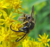 Falsche Kuckuckswespe (Dolichovespula adulterina)-L. Klasing