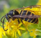 Falsche Kuckuckswespe (Dolichovespula adulterina)-L. Klasing