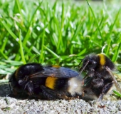 Paarung: Dunkle Erdhummel (Bombus terrestris)-L. Klasing