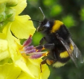 Dunkle Erdhummel (Bombus terrestris)-L. Klasing