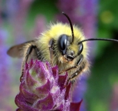 Wiesenhummel (Bombus pratorum)-L. Klasing