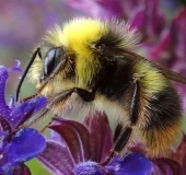 Wiesenhummel (Bombus pratorum)-L. Klasing