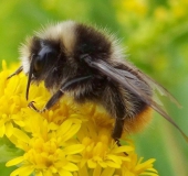 Wiesenhummel (Bombus pratorum)-L. Klasing