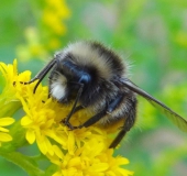 Wiesenhummel (Bombus pratorum)-L. Klasing