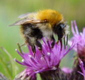 Ackerhummel (Bombus pascuorum)-L. Klasing