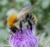 Ackerhummel (Bombus pascuorum)-L. Klasing