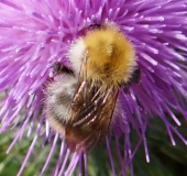 Ackerhummel (Bombus pascuorum)-L. Klasing