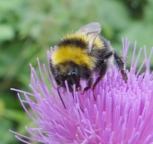 Gartenhummel (Bombus hortorum)-L. Klasing