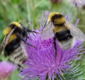 Gartenhummel (Bombus hortorum)-L. Klasing