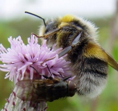 Gartenhummel (Bombus hortorum)-L. Klasing