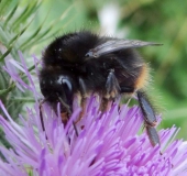 Steinhummel (Bombus lapidarius)-L. Klasing