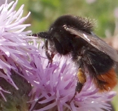 Steinhummel (Bombus lapidarius)-L. Klasing