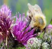 Waldhummel (Bombus sylvarum)-L. Klasing