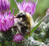 Waldhummel (Bombus sylvarum)-L. Klasing