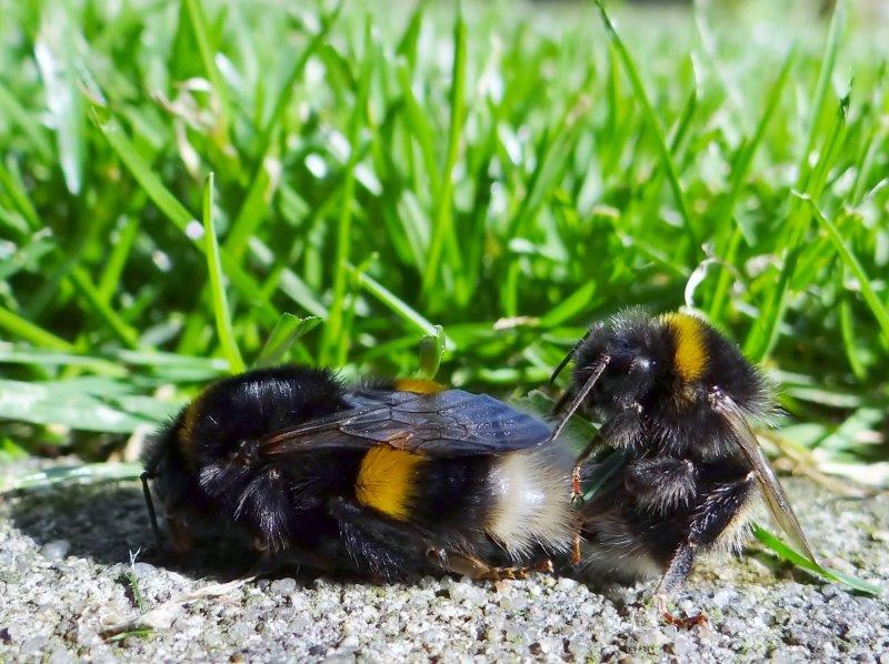 Paarung: Dunkle Erdhummel (Bombus terrestris)-L. Klasing