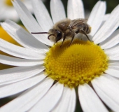 Gemeine Seidenbiene (Colletes daviesanus)-L. Klasing