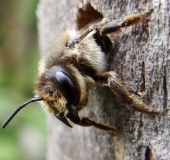 Mörtelbiene (Megachile ericetorum)-L. Klasing