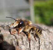 Mörtelbiene (Megachile ericetorum)-L. Klasing