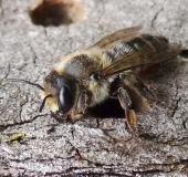 Mörtelbiene (Megachile ericetorum)-L. Klasing