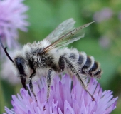 Weidensandbiene (Andrena vaga)-L. Klasing