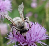 Weidensandbiene (Andrena vaga)-L. Klasing