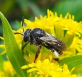 Schenkelbiene (Macropis europaea)-L. Klasing