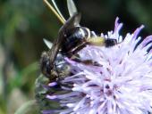 Schenkelbiene (Macropis europaea)-L. Klasing