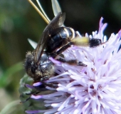 Schenkelbiene (Macropis europaea)-L. Klasing