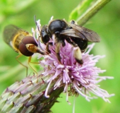 Schenkelbiene (Macropis europaea)-L. Klasing