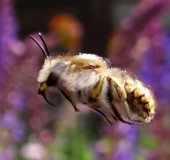 Große Wollbiene m. (Anthidium manicatum)-L. Klasing