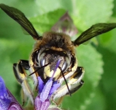 Große Wollbiene m. (Anthidium manicatum)-L. Klasing