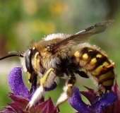 Große Wollbiene m. (Anthidium manicatum)-L. Klasing