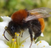 Rotpelzige Sandbiene (Andrena fulva)-L. Klasing